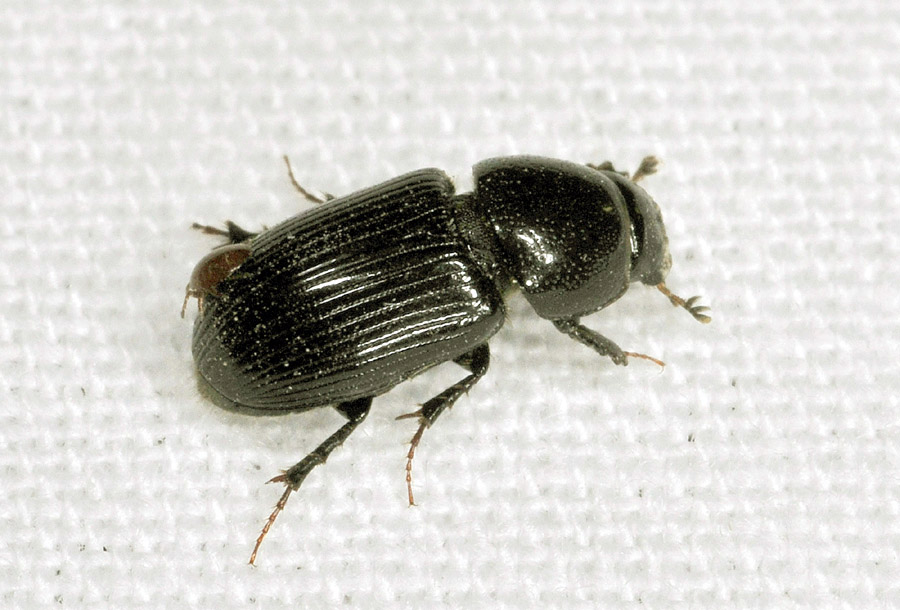 Lucanus cervus cervus,  femmina  e  Aphodiidae: cfr. Nialus varians